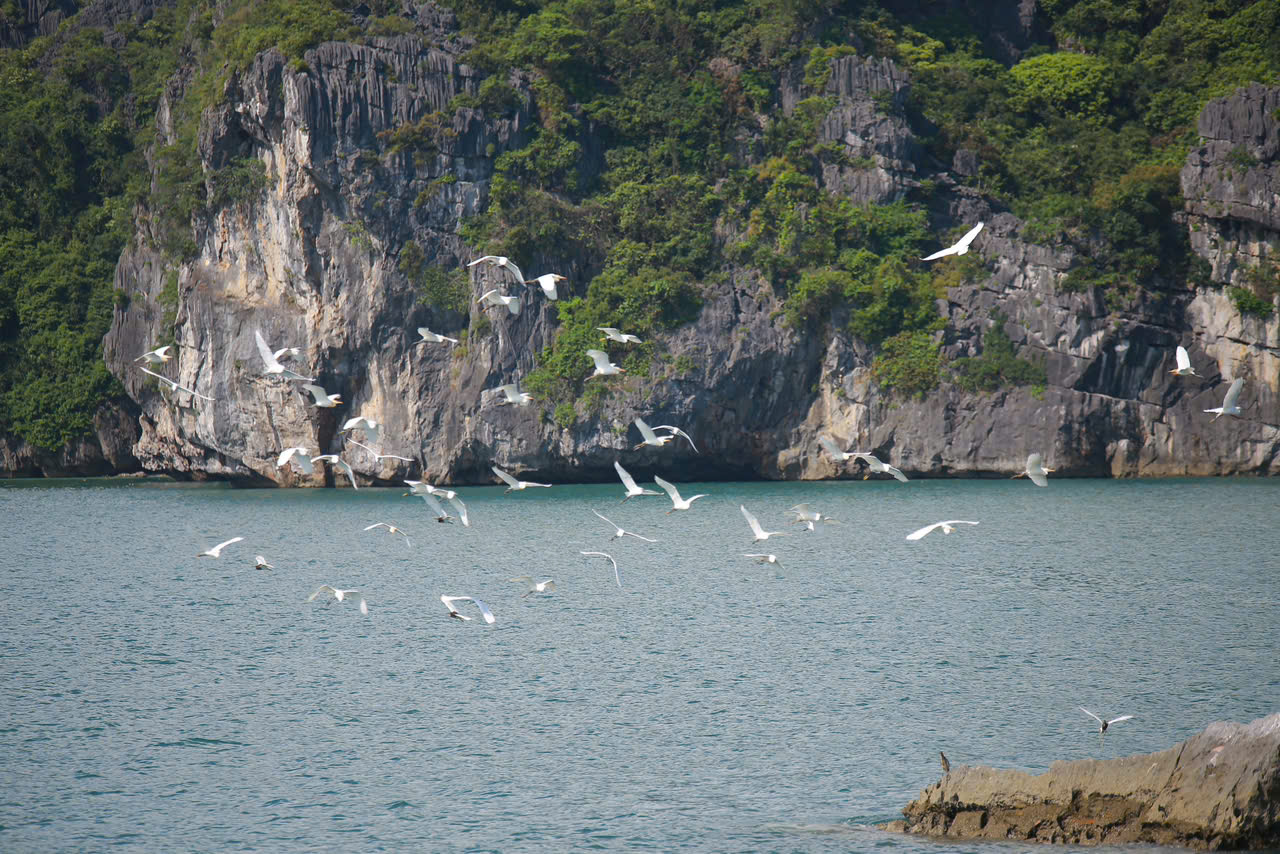 Hai Phong ផ្សព្វផ្សាយ Cat Ba នៅលើ CNN - រូបថត 2