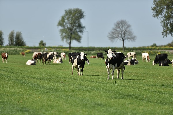 Khám phá 5 đặc quyền chỉ dành cho tín đồ của sữa organic chuẩn Hà Lan - ảnh 2
