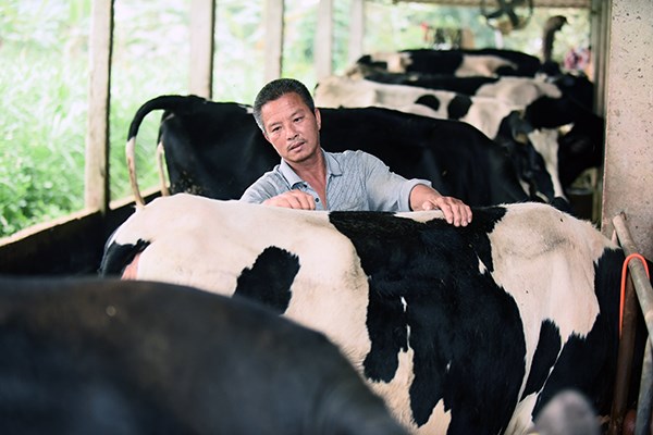 Thứ trưởng Hà Lan thăm Dự án Phát triển vùng chăn nuôi bò sữa bền vững của Sữa cô gái Hà Lan - ảnh 2