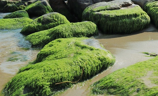 Mùa rêu xanh ở Nam Ô khiến du khách quên cả lối về - ảnh 1