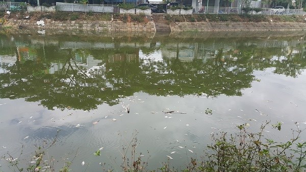 Đà Nẵng: Vì sao cá liên tục chết tại các sông hồ - ảnh 2