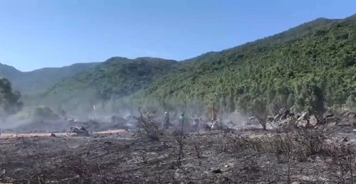 Cháy rừng bạch đàn trên bán đảo Sơn Trà - ảnh 1