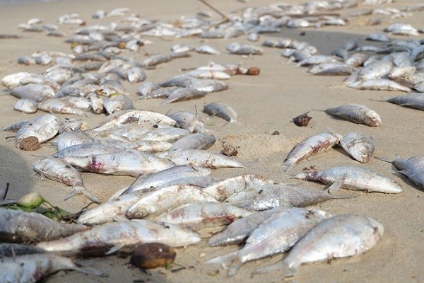 Thông tin mới nhất về hiện tượng cá chết hàng loạt tại Đà Nẵng - ảnh 1