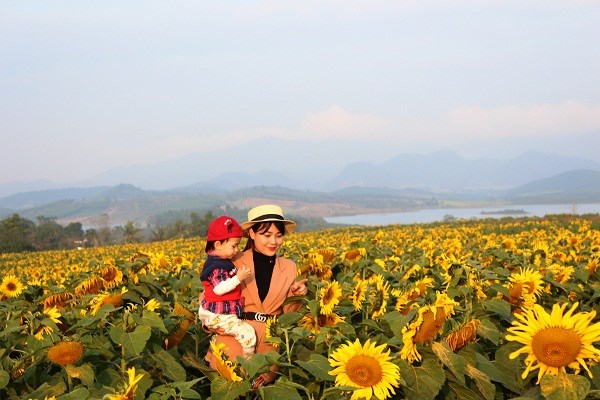 Cánh đồng hướng dương rực rỡ sắc vàng “hút” khách check in ở Nghệ An - ảnh 10