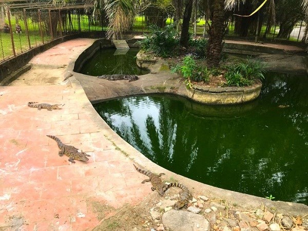Bất an lo cá sấu sổng chuồng ở công viên lớn nhất Nghệ An - ảnh 5