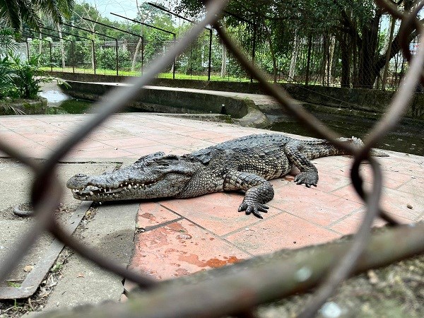 Bất an lo cá sấu sổng chuồng ở công viên lớn nhất Nghệ An - ảnh 6