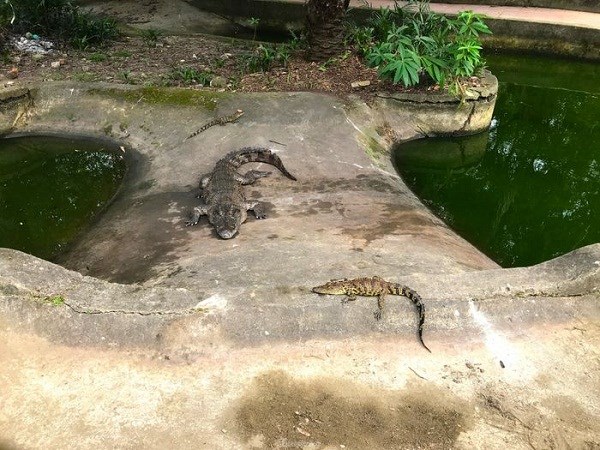 Bất an lo cá sấu sổng chuồng ở công viên lớn nhất Nghệ An - ảnh 4