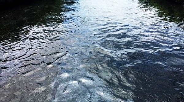 Nghệ An: Sông Vinh, sông Đào chuyển màu đen ngòm, cá chết nổi lềnh bềnh - ảnh 2