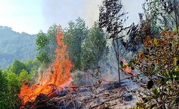 Nghệ An: Người dân trắng đêm dập lửa cháy cứu rừng thông - ảnh 1