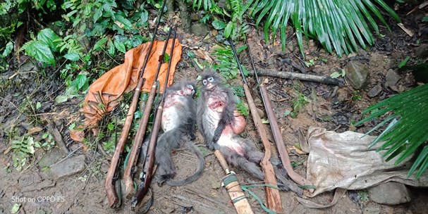 Nghệ An: Bắt nhóm đối tượng săn bắt động vật hoang dã, bắn voọc xám - ảnh 1