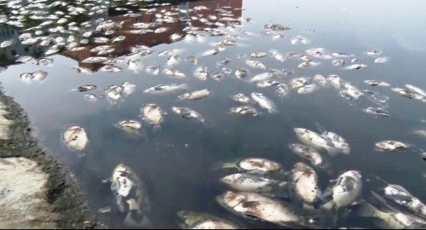 Nghệ An: Cá chết trắng nổi hồ sinh thái - ảnh 2