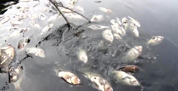 Nghệ An: Cá chết trắng nổi hồ sinh thái - ảnh 1