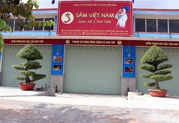 Vụ doanh nghiệp công bố trồng 10 ha Sâm Ngọc Linh ở Kon Tum: Trồng Sâm trên “giấy” - ảnh 2