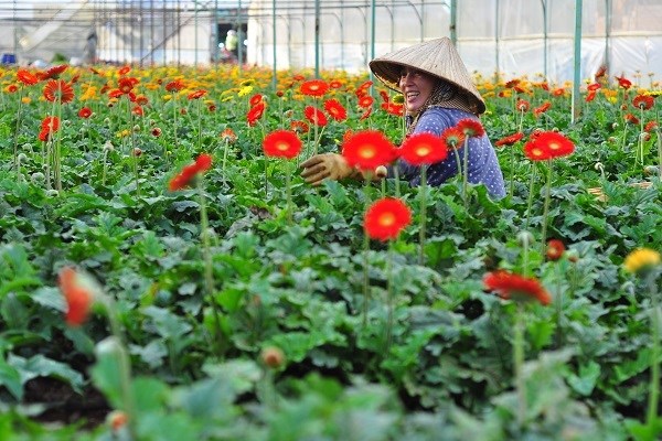 Lâm Đồng: Giá hoa hồng tăng cao trước lễ 8.3 - ảnh 2