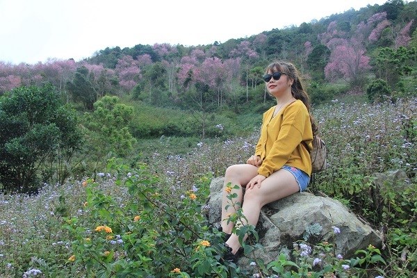 Lâm Đồng: Du khách đổ xô săn lùng thung lũng Mai Anh đào tuyệt đẹp - ảnh 7