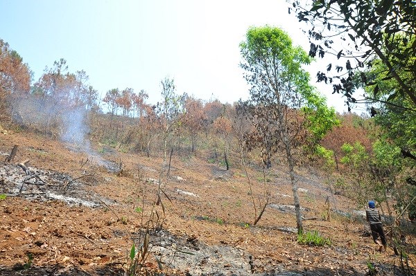 Gia Lai: Gần 20ha rừng phòng hộ cháy rụi, cơ quan chức năng làm ngơ - ảnh 1