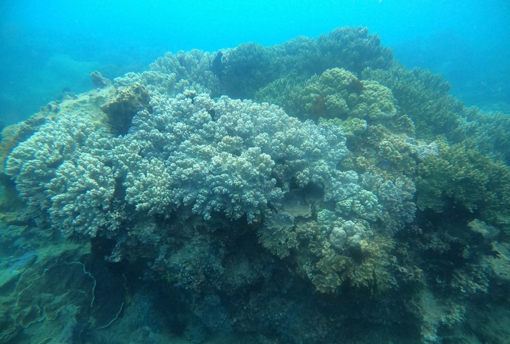 Tiếp bài “Cần có biện pháp bảo vệ rạn san hô Hòn Sẹo”: Kiểm tra, quan trắc san hô tại Hòn Sẹo - ảnh 1