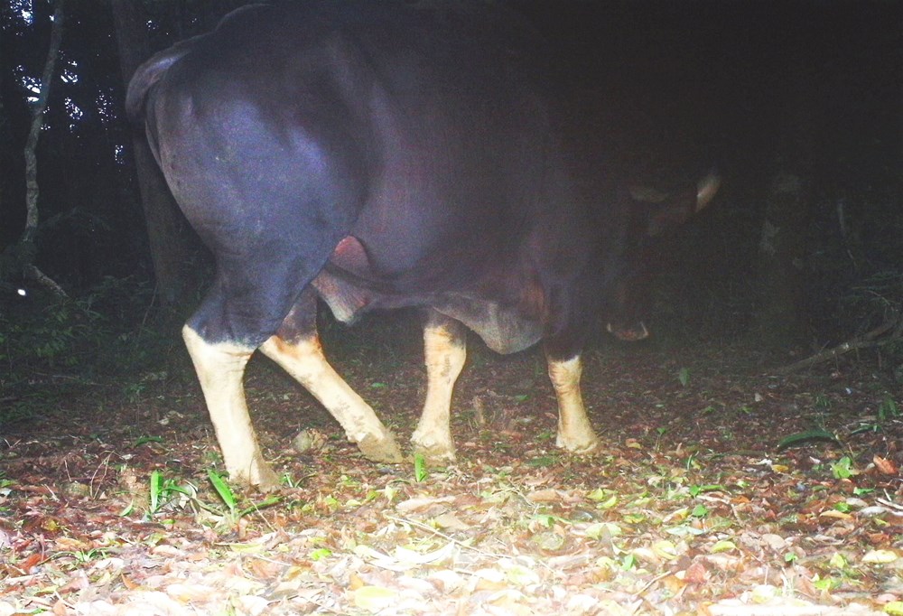 Quảng Bình: Phát hiện 3 con bò tót quý hiếm ở thượng nguồn suối Bang - ảnh 1