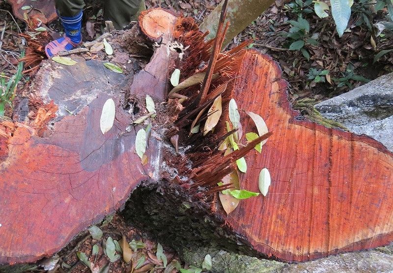 Phá rừng gỗ mun ở VQG Phong Nha – Kẻ Bàng - ảnh 1