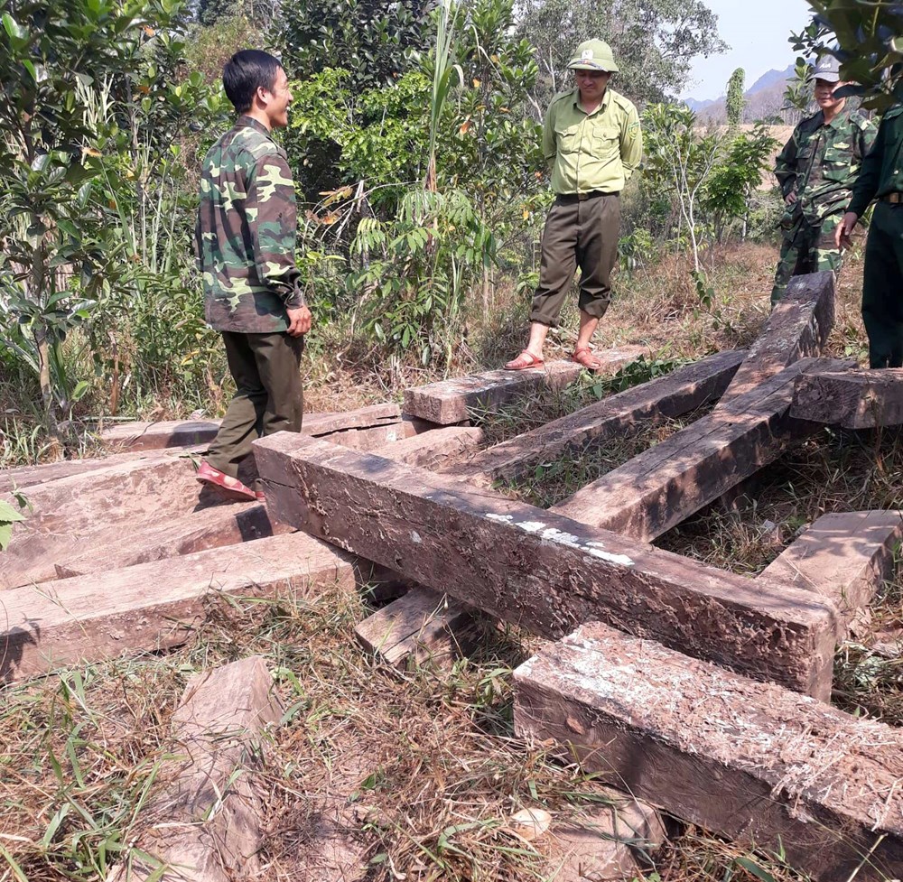 Vụ phá rừng gỗ mun ở Phong Nha – Kẻ Bàng: Tìm thấy 3 hầm gỗ mun ở vườn nhà dân - ảnh 2