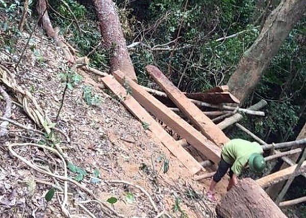 Thêm một vụ lâm tặc phá rừng ở Quảng Bình - ảnh 1