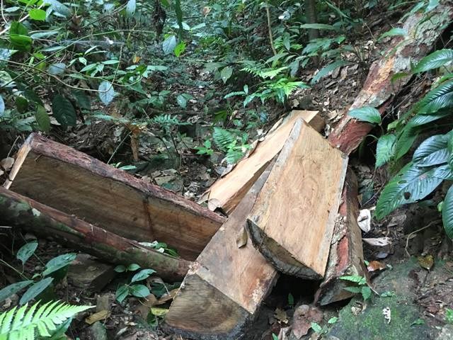 Quảng Bình: Khởi tố 5 đối tượng phá rừng lấy gỗ lim ở Trường Sơn - ảnh 3