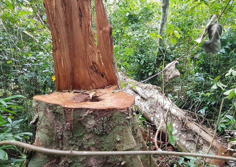 Vụ phá rừng lim ở Trường Sơn (Quảng Bình): Lập đoàn kiểm tra liên ngành đến hiện trường - ảnh 1