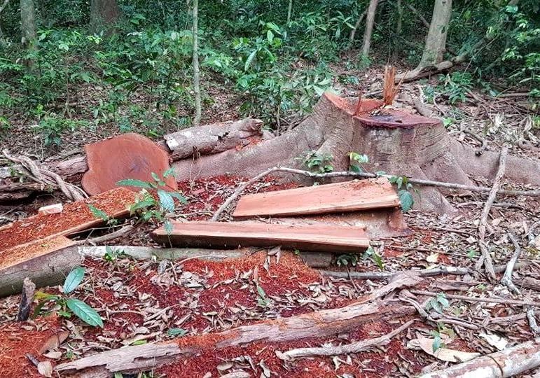 Vụ phá rừng lim ở Trường Sơn (Quảng Bình): Lập đoàn kiểm tra liên ngành đến hiện trường - ảnh 3