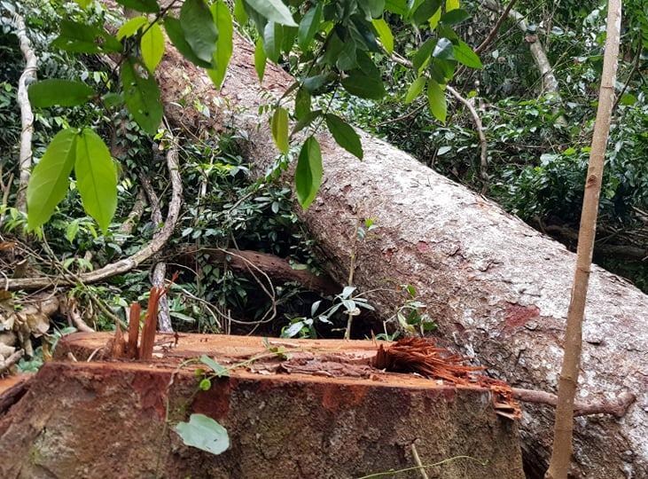 Vụ phá rừng lim ở Trường Sơn (Quảng Bình): Lập đoàn kiểm tra liên ngành đến hiện trường - ảnh 4