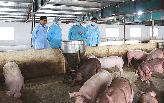 Hà Nội: Tiêu hủy 172 con lợn bị dịch tả lợn châu Phi - ảnh 1