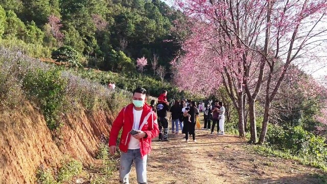 Lâm Đồng: Rực rỡ sắc hoa mai anh đào “níu” chân du khách - ảnh 1