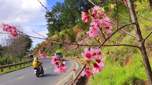 Lâm Đồng: Rực rỡ sắc hoa mai anh đào “níu” chân du khách - ảnh 2