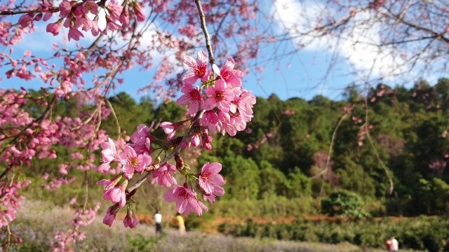 Lâm Đồng: Rực rỡ sắc hoa mai anh đào “níu” chân du khách - ảnh 3