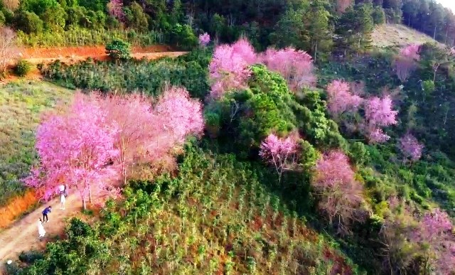 Lâm Đồng: Rực rỡ sắc hoa mai anh đào “níu” chân du khách - ảnh 6