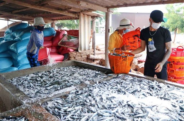 Ninh Thuận:  Làng cá hấp Thanh Hải rộn ràng trở lại - ảnh 1