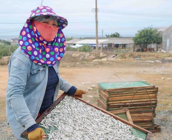 Ninh Thuận:  Làng cá hấp Thanh Hải rộn ràng trở lại - ảnh 2