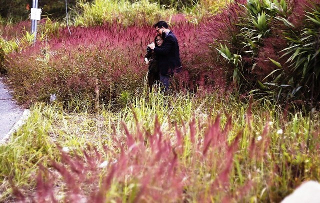 Lâm Đồng: Những đồi cỏ hồng tuyệt đẹp “hút” khách du lịch - ảnh 4