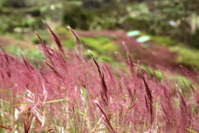Lâm Đồng: Những đồi cỏ hồng tuyệt đẹp “hút” khách du lịch - ảnh 7