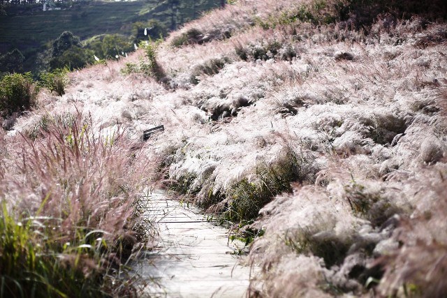 Lâm Đồng: Những đồi cỏ hồng tuyệt đẹp “hút” khách du lịch - ảnh 8