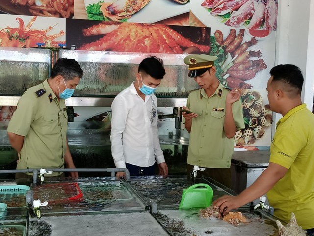 Khánh Hòa: Xử phạt nhà hàng bị “tố” bán ốc hương 1,8 triệu/kg - ảnh 1
