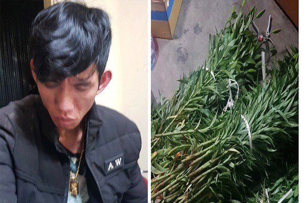 Lâm Đồng:  “Hoa tặc” gây ra hàng loạt vụ trộm ở Đà Lạt bị sa lưới - ảnh 1