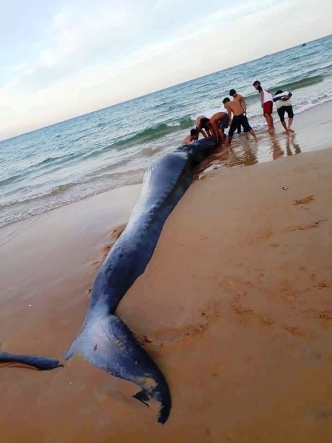 Khánh Hòa: Phát hiện cá voi “khủng” chết dạt vào bãi biển - ảnh 1