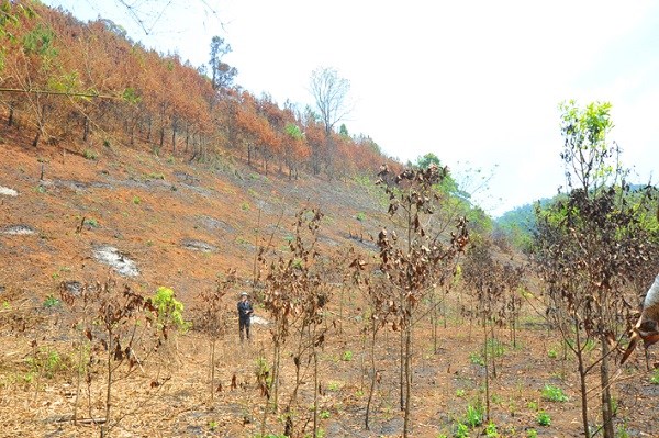 Phó Chủ tịch UBND tỉnh Gia Lai yêu cầu kiểm tra, xử lý vụ “ém” thông tin cháy rừng - ảnh 1