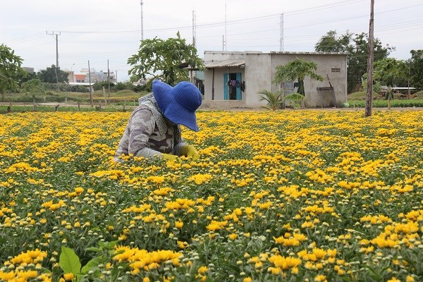Ninh Thuận: Làng hoa Mỹ Bình khoe sắc đón Xuân - ảnh 1