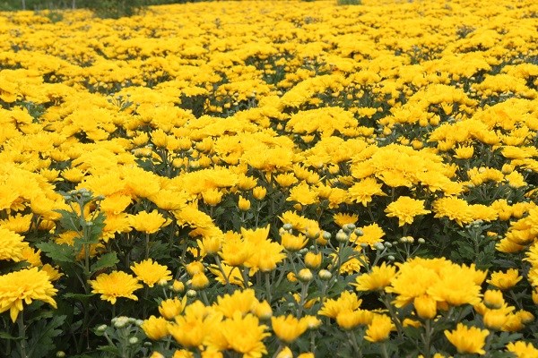 Ninh Thuận: Làng hoa Mỹ Bình khoe sắc đón Xuân - ảnh 5