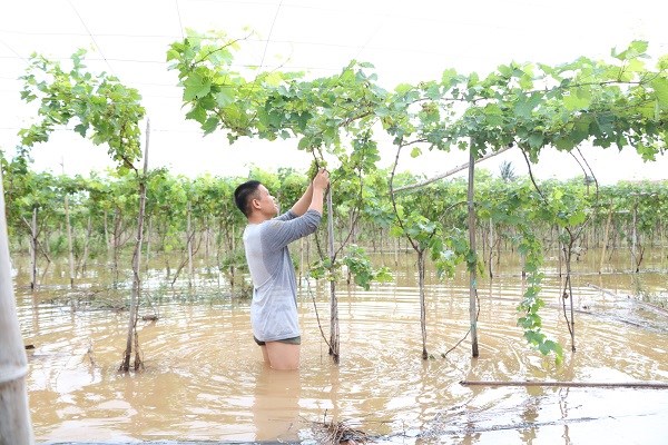 Ninh Thuận: Ngập úng, lũ quét, nông dân thiệt hại nặng - ảnh 2