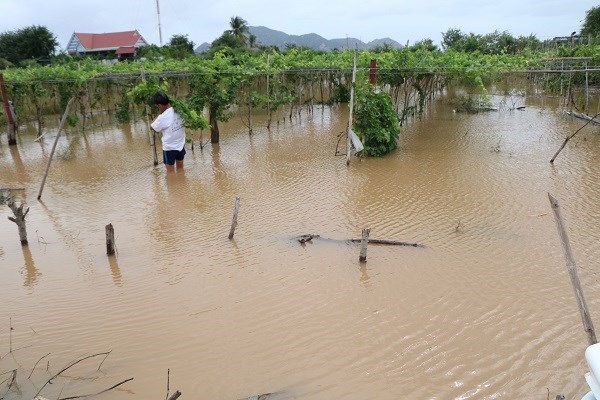 Ninh Thuận: Ngập úng, lũ quét, nông dân thiệt hại nặng - ảnh 1
