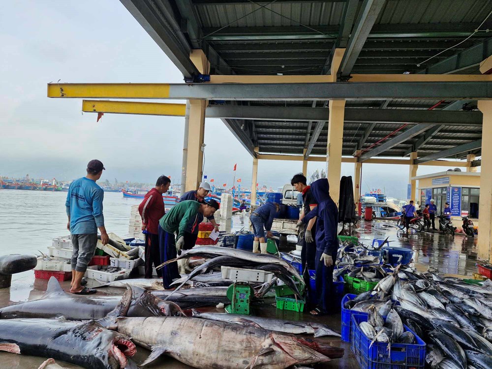 Đà Nẵng: Đảm bảo an toàn tại âu thuyền lớn nhất miền Trung trước bão số 6 - ảnh 1