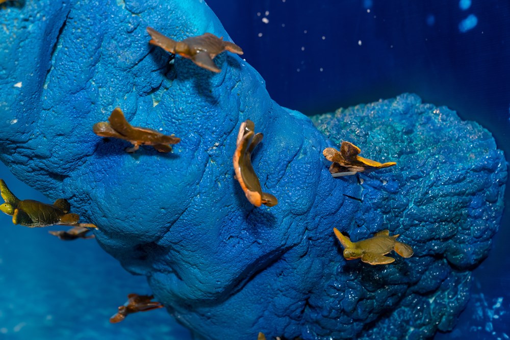 1.001 rùa biển bằng gốm được trưng bày tại triển lãm “Phiêu” - ảnh 4
