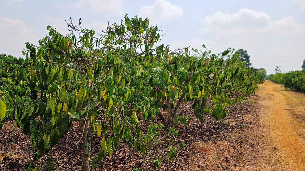Hạn hán kéo dài nhiều diện tích cây trồng ở Gia Lai khô héo - ảnh 5